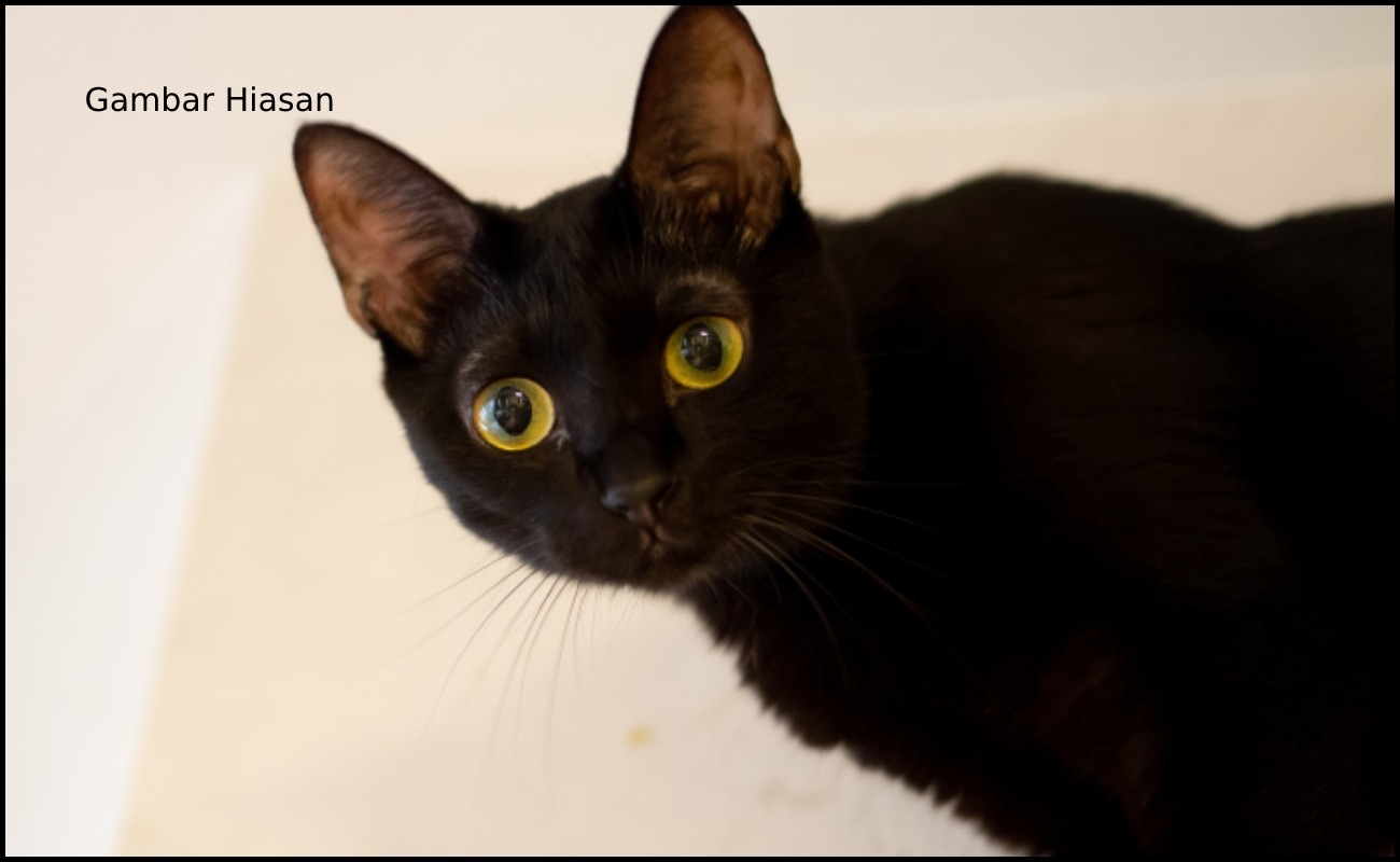 Isteri Tidak Sedar Kucing Ditukar Suami Enam Tahun Lalu