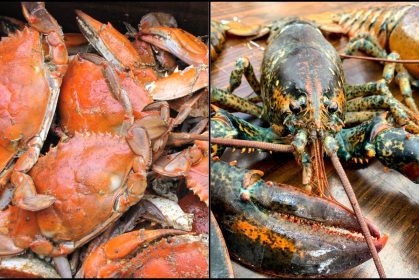 Sotong, Ketam & Udang Kara Tak Boleh Direbus Hidup-Hidup!