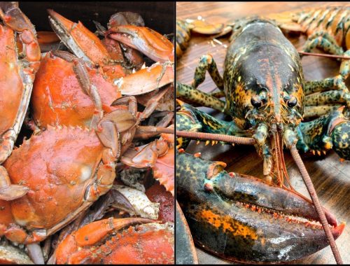 Sotong, Ketam & Udang Kara Tak Boleh Direbus Hidup-Hidup!