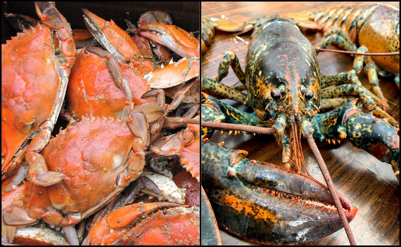 Sotong, Ketam & Udang Kara Tak Boleh Direbus Hidup-Hidup!