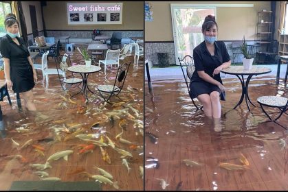 Menarik & Unik! ‘Bermanja’ Dengan Ikan Koi Sambil Makan Di Kafe