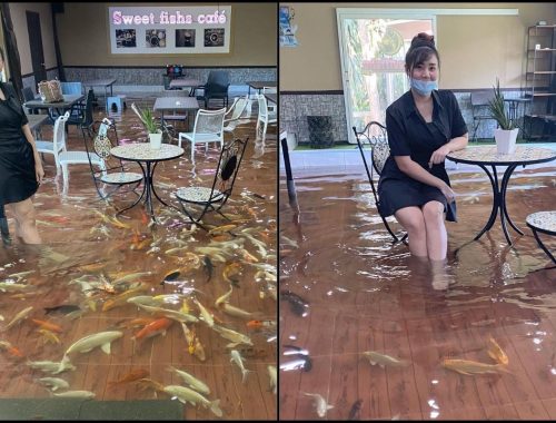 Menarik & Unik! ‘Bermanja’ Dengan Ikan Koi Sambil Makan Di Kafe