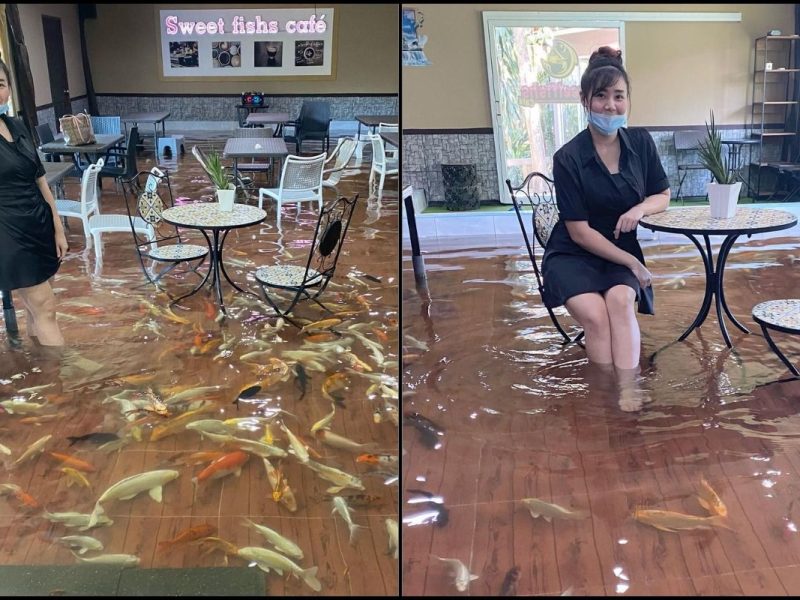 Menarik & Unik! ‘Bermanja’ Dengan Ikan Koi Sambil Makan Di Kafe