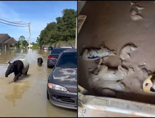 Tapir, Kucing Antara Haiwan Turut Kena Tempias Banjir!