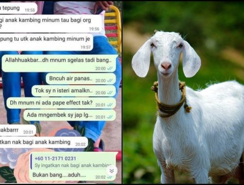 “Ada Mengembek Saya Kejap Lagi”, Nak Beli Susu Kambing, Tersalah Beli Susu Untuk Kambing