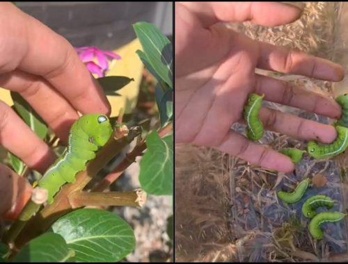 Ajar Cara ‘Menuai Ulat’, Gadis Jadikan Ulat Sebagai Lauk Harian_