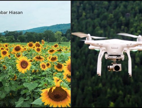 Pertama Kali Digunakan! Ladang Bunga Matahari Guna Teknologi Dron Bagi Tujuan Penanaman