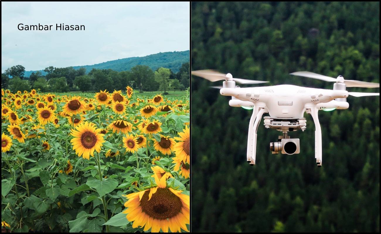 Pertama Kali Digunakan! Ladang Bunga Matahari Guna Teknologi Dron Bagi Tujuan Penanaman