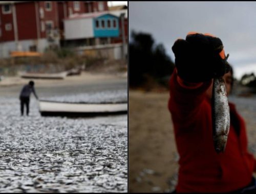 Ribuan Ikan Mati Terdampar Di Pantai Coliumo Cetus Tanda Tanya