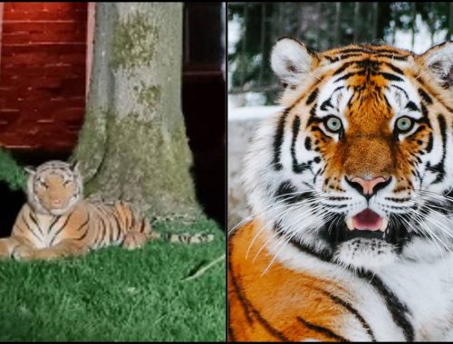 Cemas Bertukar Lucu, Ingatkan Pak Belang Rupanya Cuma Patung Mainan