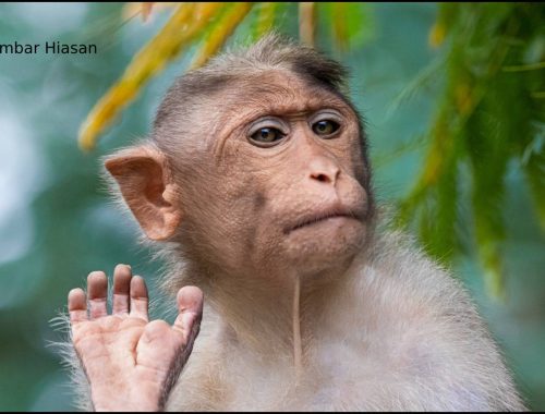 Khusyuk Rakam Video Konten Media Sosial, Tiba-Tiba Telefon Bimbit Dilarikan Monyet (1)