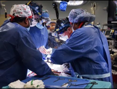 Penerima Jantung Babi Pertama Meninggal Dunia Selepas Dua Bulan