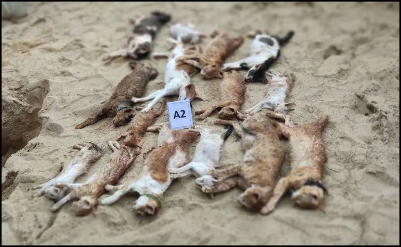 Sayu Hati! Polis Siasat 15 Ekor Kucing Mati Diracun