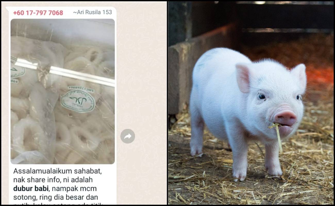 Sotong Calamari Difitnah Hasil Daripada Dubur Khinzir!