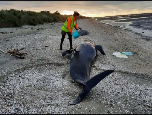 Tak Pelik! Sebenarnya Ikan Paus Terkandas & Ditemui Mati Fenomena Semula Jadi_