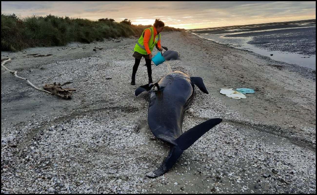 Tak Pelik! Sebenarnya Ikan Paus Terkandas & Ditemui Mati Fenomena Semula Jadi_