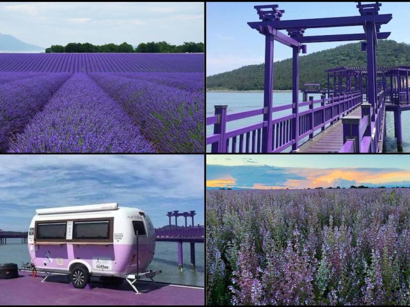 Terpaling Purple! Terpegun Tengok 5 T