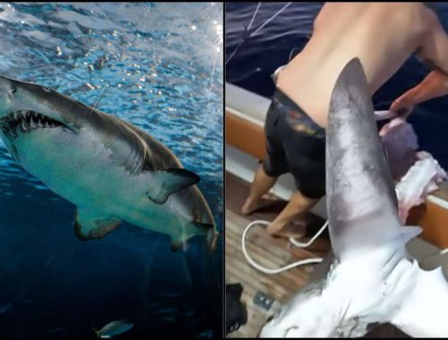 Tangkap Jerung Thresher Tanpa Badan, Nelayan Anggap Ada ‘Raksasa’ Dalam Laut