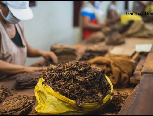 “Katakan Tidak!” Meremang Baca Kesan Buruk Tembakau, Boleh Ragut Nyawa!