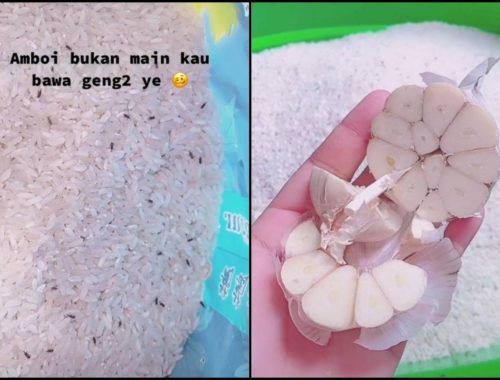Pecah Peluh Nak Hilangkan Kutu Beras, Rupanya Boleh Settle Dengan Bawang Putih Jerr!