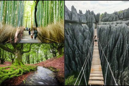 Takut Melancong Ke Kawasan Hutan_ 5 Hutan Paling Cantik Di Dunia Ini Akan Ubah Persepsi Korang!