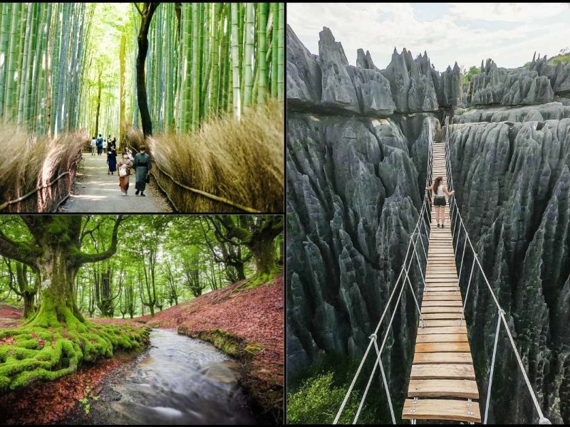 Takut Melancong Ke Kawasan Hutan_ 5 Hutan Paling Cantik Di Dunia Ini Akan Ubah Persepsi Korang!