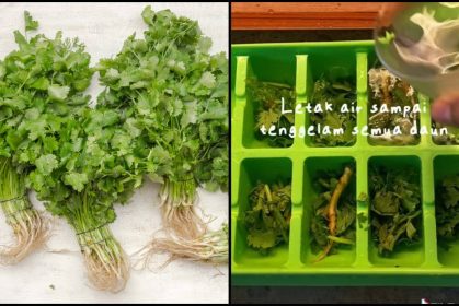 Cepat Layu & Berair, Wanita Kongsi Cara Buat Daun Ketumbar Sentiasa Segar!