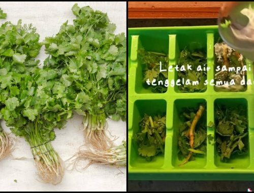 Cepat Layu & Berair, Wanita Kongsi Cara Buat Daun Ketumbar Sentiasa Segar!