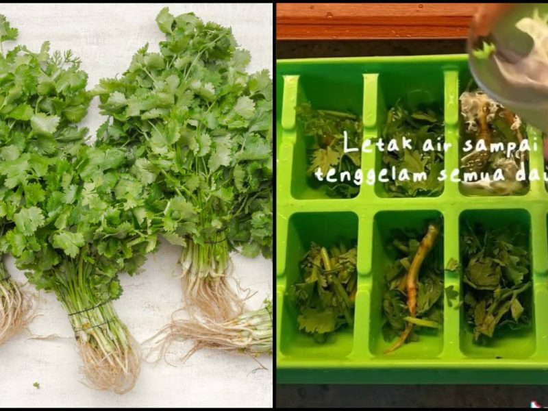 Cepat Layu & Berair, Wanita Kongsi Cara Buat Daun Ketumbar Sentiasa Segar!