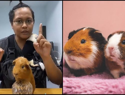 Guinea Pig Macam Kena Rasuk Setan,