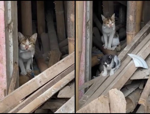 Jumpa Kucing Dalam Keadaan Menyayat Hati, Wanita Bantu Guna Serpihan Kaca