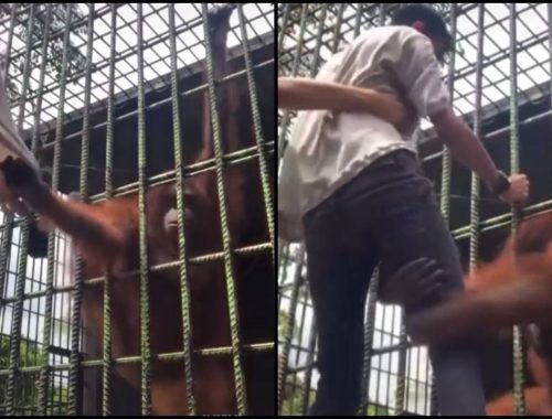 Masuk Kawasan Larangan, Sekali Kena Tarik Dengan Orang Utan!