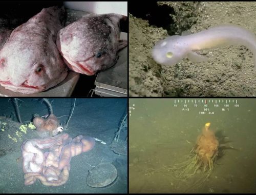 Takutnya Tengok! 5 Jenis Makhluk ‘De