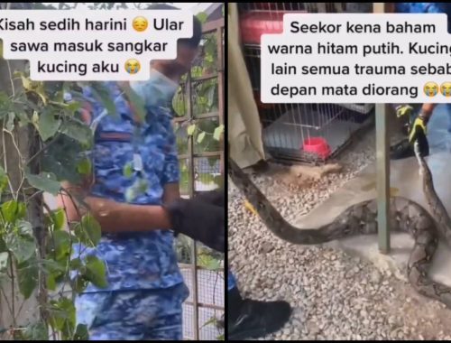Trauma Lihat Rakan Dibaham Ular Sawa, Kucing Tak Henti-Henti Berlari Ketakutan Dalam Sangkar!