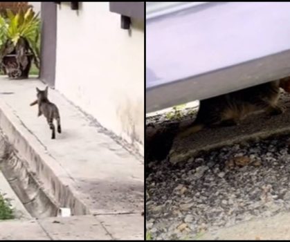 “Aku, Dia Dan Ayam” Adegan Kejar Mengejar Undang Ketawa Ramai!