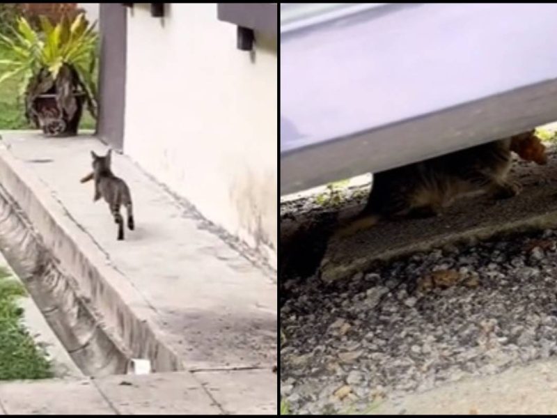 “Aku, Dia Dan Ayam” Adegan Kejar Mengejar Undang Ketawa Ramai!