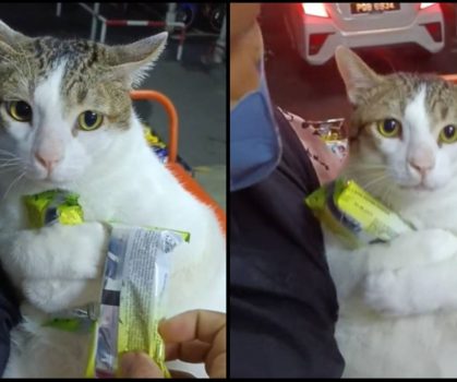 “Jangan Ambil Apollo Saya!” Gelagat Kucing Merajuk Buat Ramai Netizen Geram