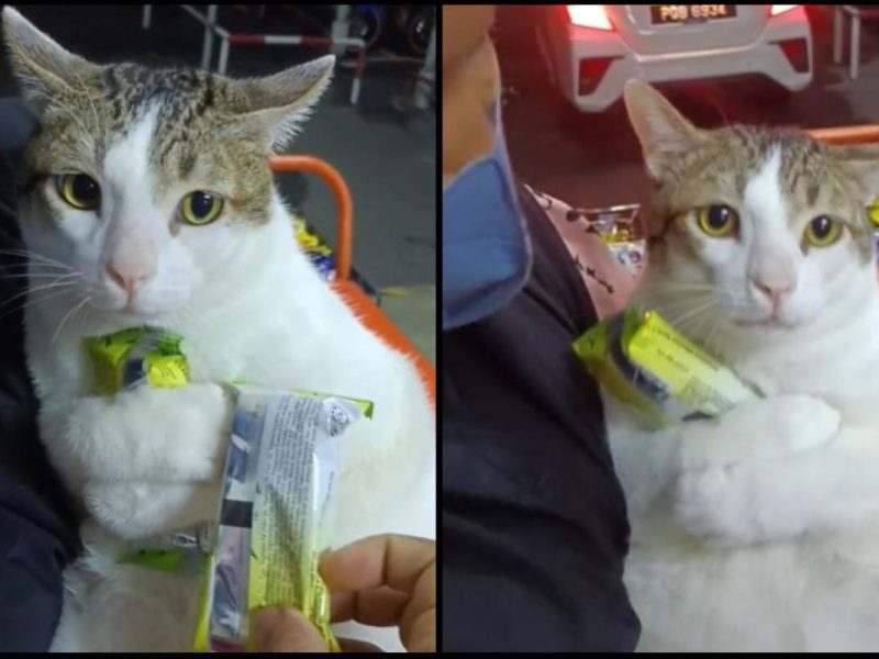 “Jangan Ambil Apollo Saya!” Gelagat Kucing Merajuk Buat Ramai Netizen Geram