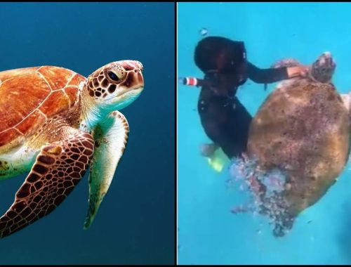 Netizen Emosi Lihat Aksi Penyelam Cekik Tengkuk Penyu, Pemilik Video Tampil Jelaskan Perkara Sebenar