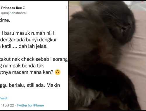 Terdengar Bunyi Aneh Bawah Katil, Wanita Terkejut Jumpa Makhluk Hitam Berbulu