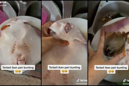 Tak Pasal-Pasal Jadi Bidan Terjun, Wanita Serba Salah Terbeli Ikan Pari Bunting!