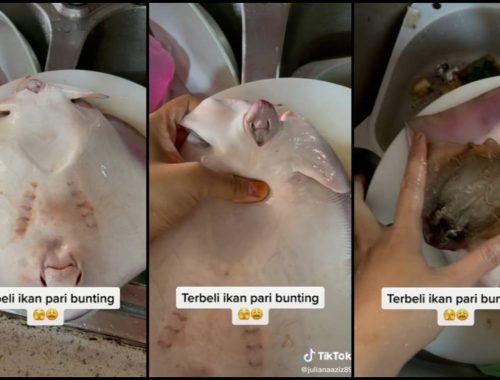 Tak Pasal-Pasal Jadi Bidan Terjun, Wanita Serba Salah Terbeli Ikan Pari Bunting!