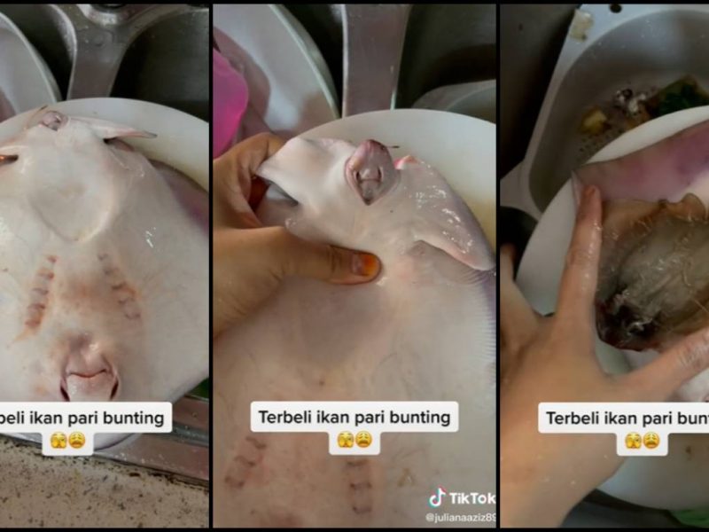 Tak Pasal-Pasal Jadi Bidan Terjun, Wanita Serba Salah Terbeli Ikan Pari Bunting!