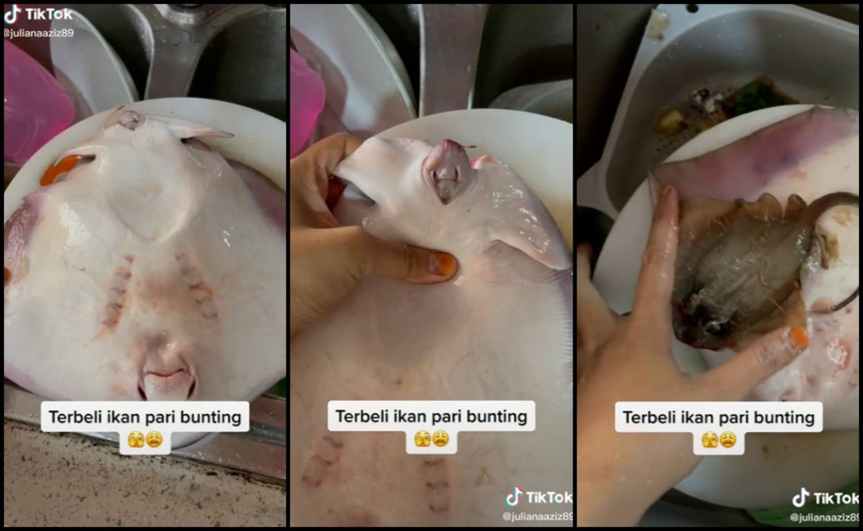 Tak Pasal-Pasal Jadi Bidan Terjun, Wanita Serba Salah Terbeli Ikan Pari Bunting!